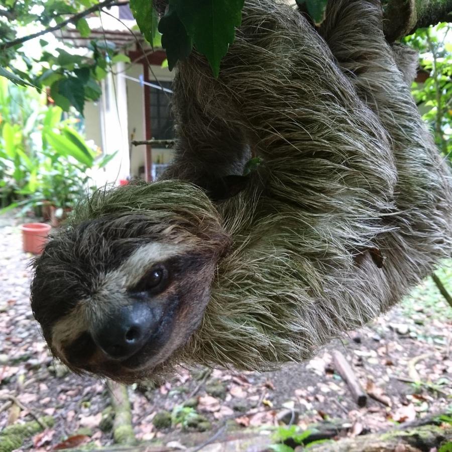 Casa Verde, Cahuita Buitenkant foto